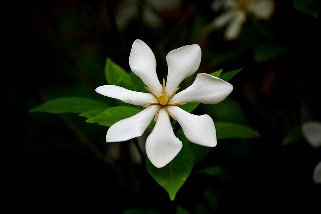 描写栀子花的优美句子