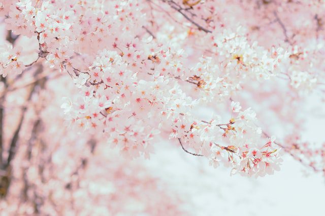 朋友圈关于樱花的说说
