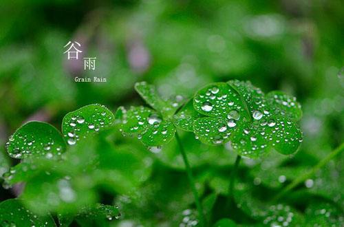 谷雨节气祝福语大全