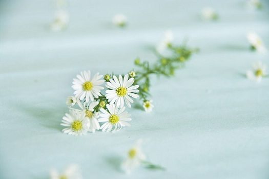 50句与花有关的文案