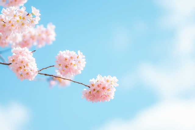 60句温柔的春日文案