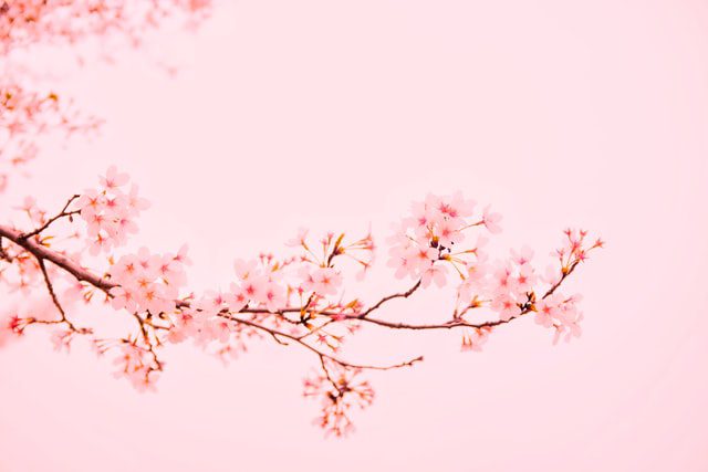 关于樱花的唯美句子
