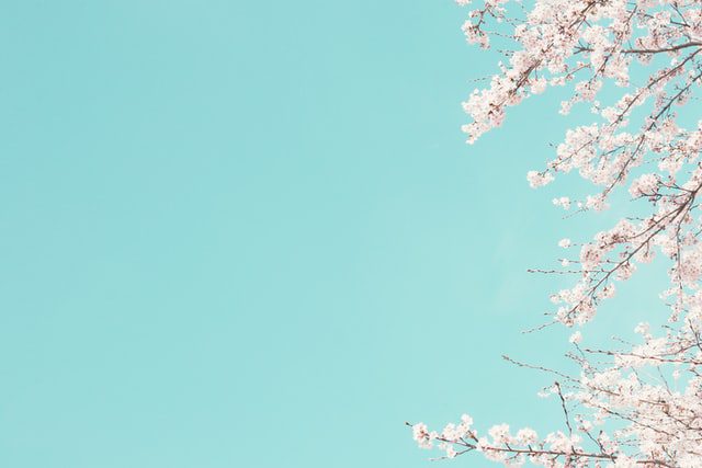 描写樱花的浪漫句子