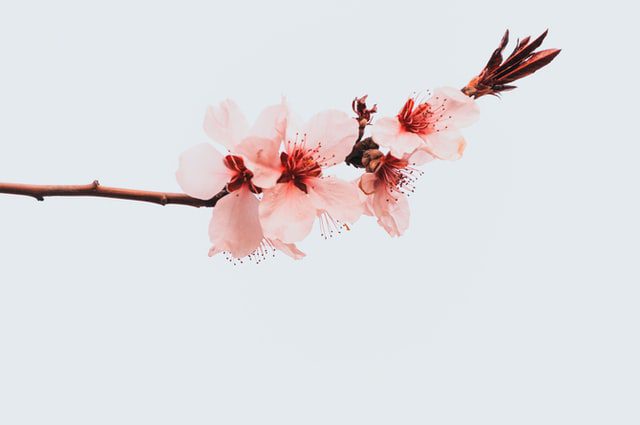 春天观赏樱花的心情说说