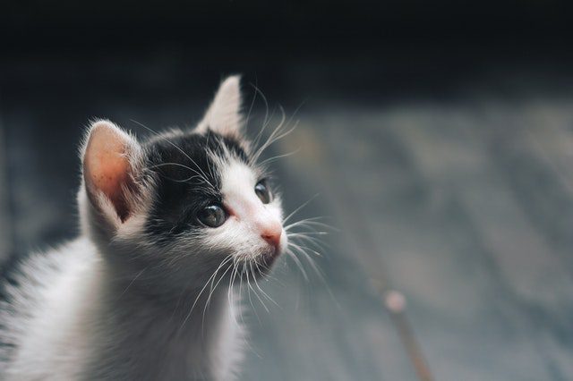 适合晒猫是发的文案