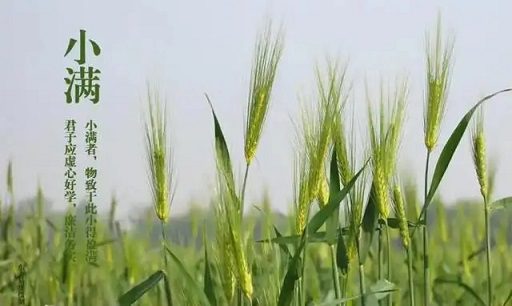 100个关于小满的文案精选