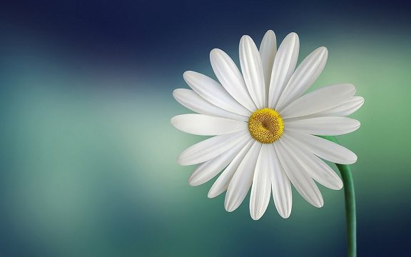关于鲜花的浪漫文案