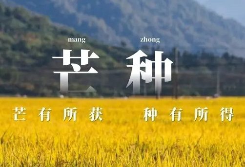 100个满是收获的芒种文案短句 100个满是收获的芒种文案短句